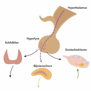 hormonen chemische boodschappers